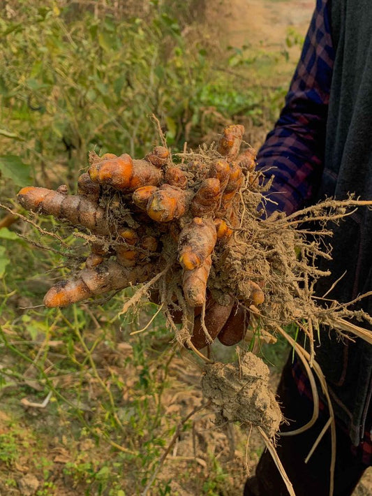 Meghalayan Lakadong Turmeric