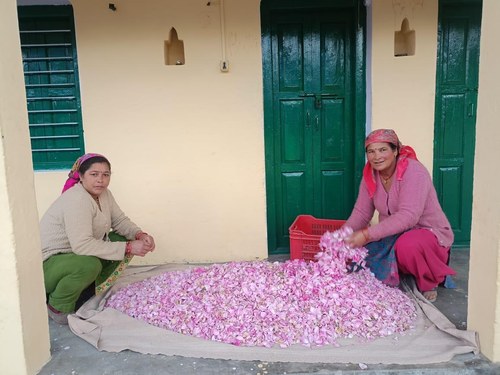 Sorting the harvest by hand