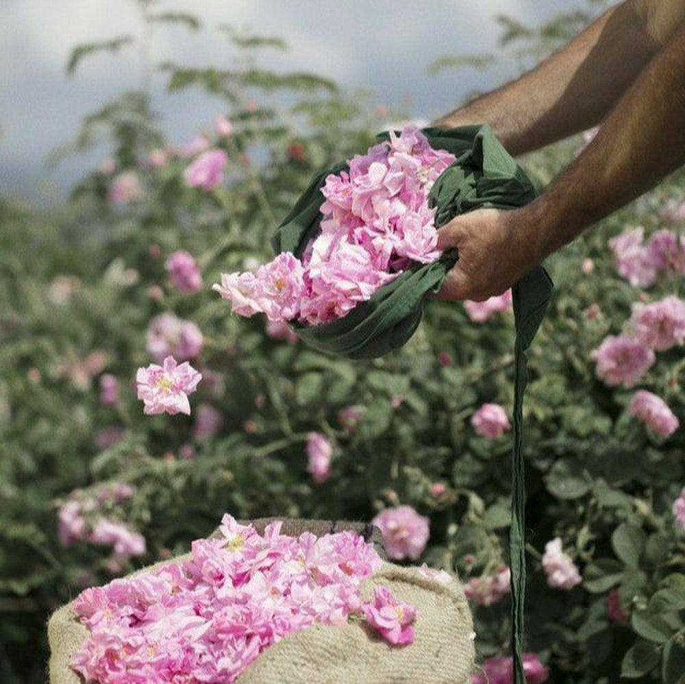 Our farmers, hands full of rose
