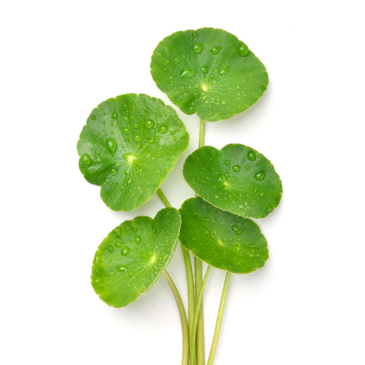 Centella Asiatica