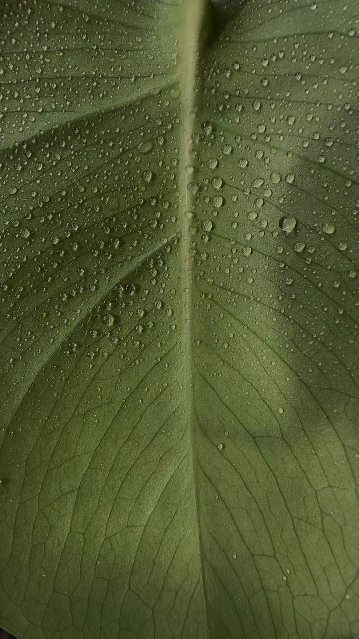 Why we steam-distil instead of extract
